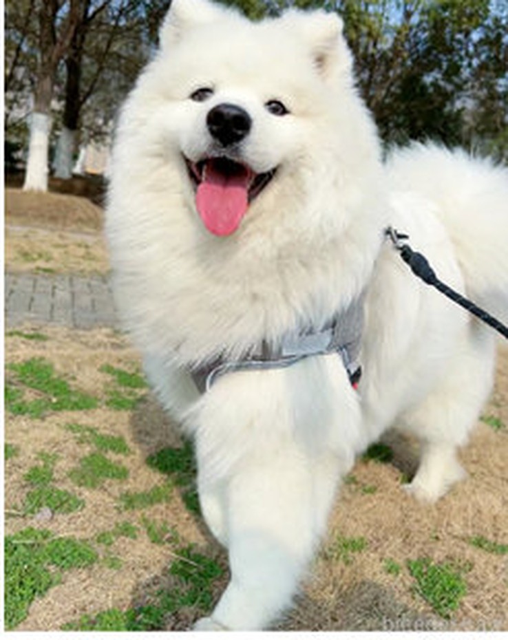 元気犬舎のサモエド