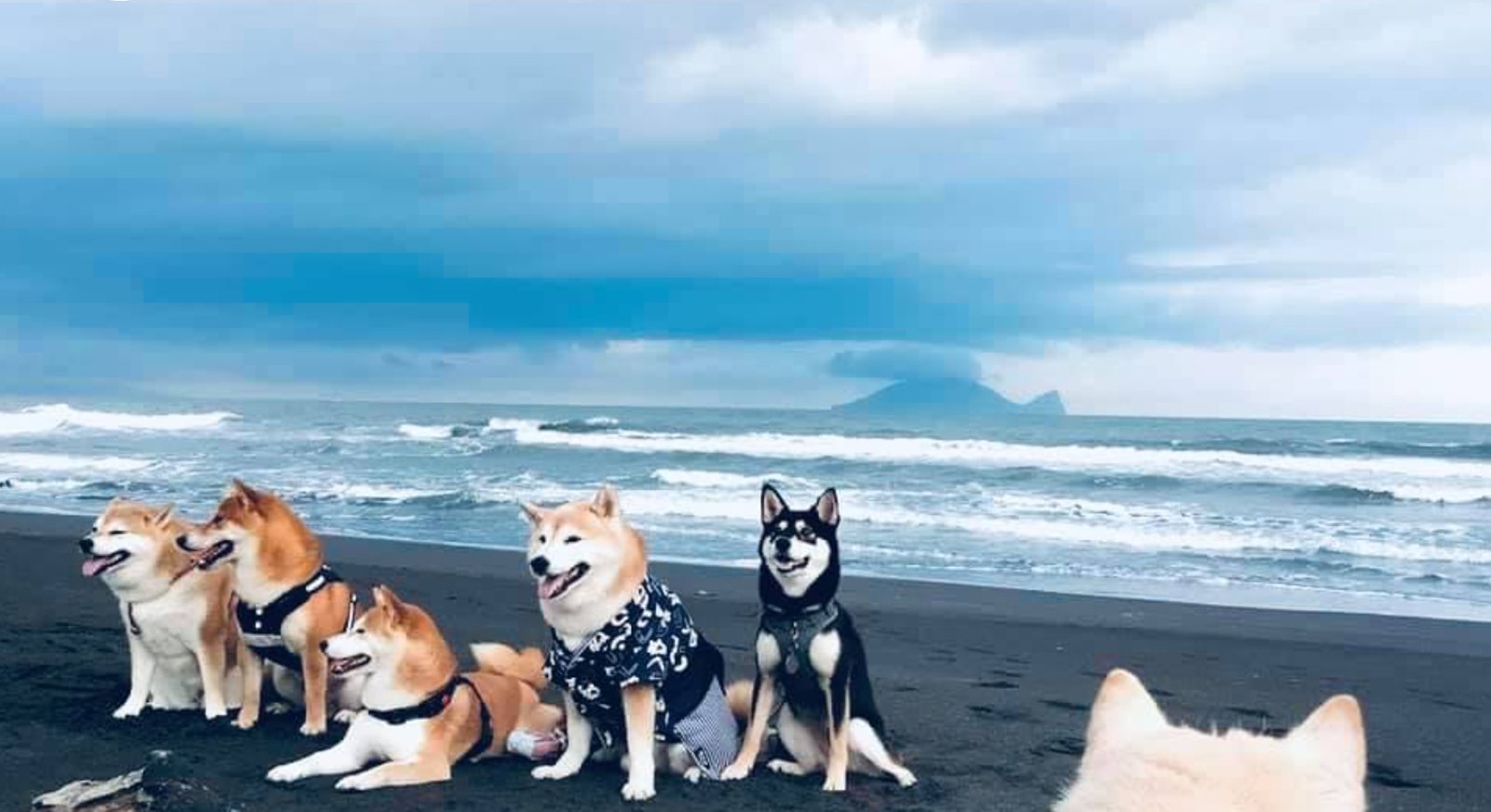 元気犬舎の犬たち