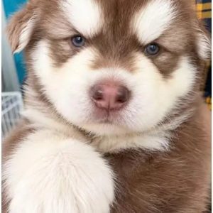 アラスカンマラミュートの子犬