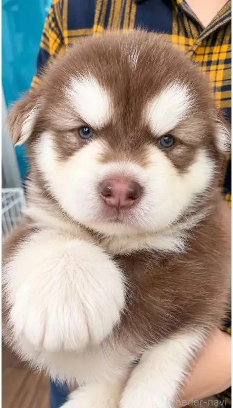 アラスカンマラミュートの子犬