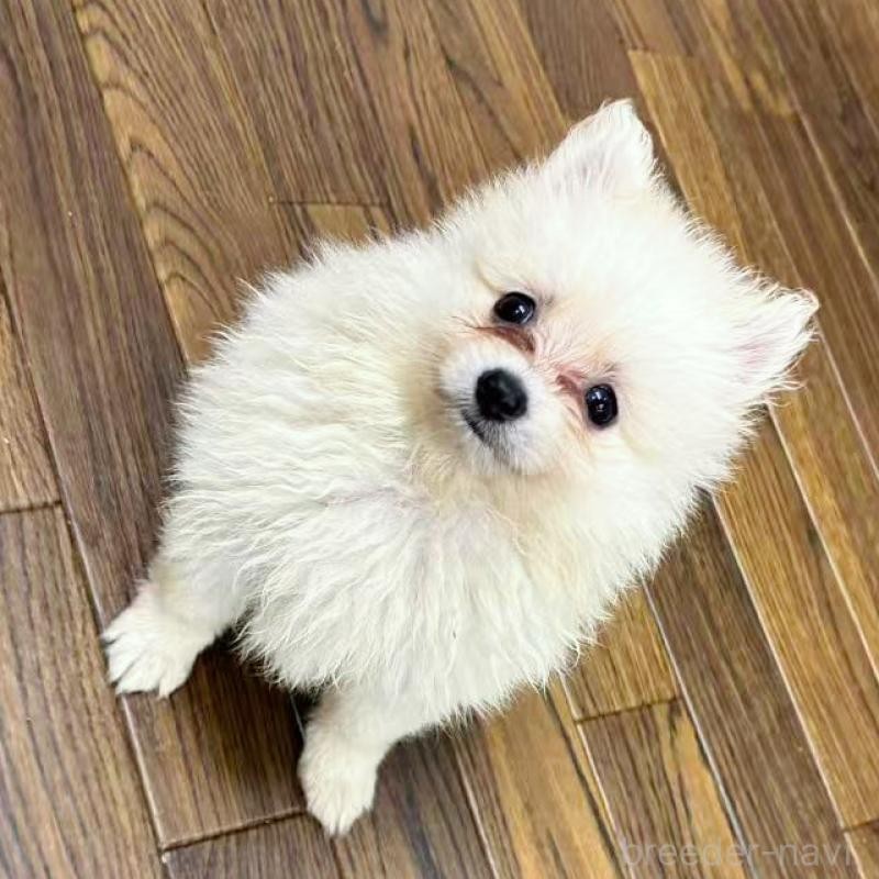ポメラニアンの子犬