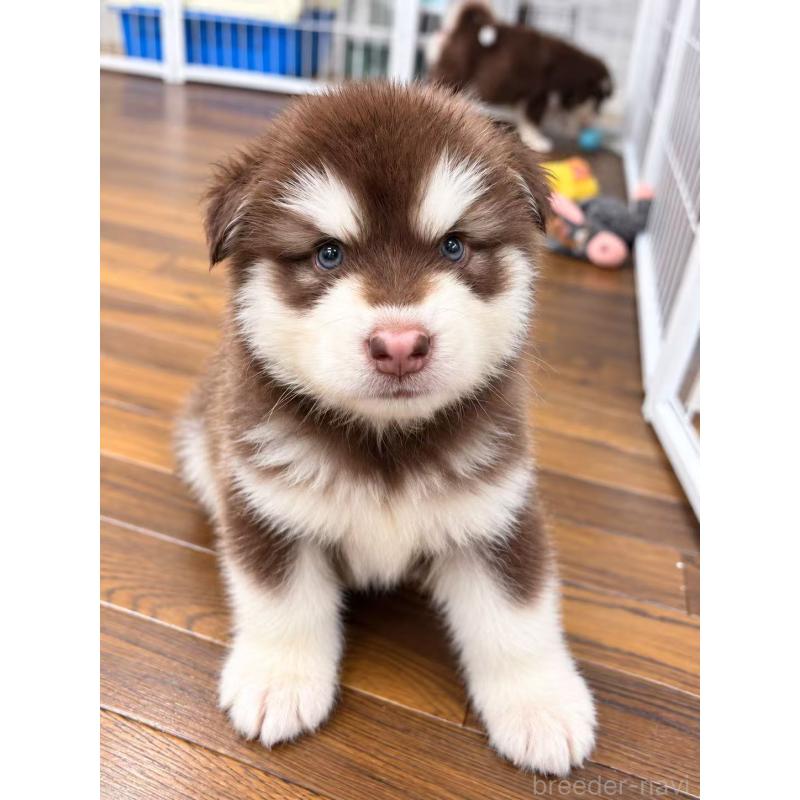 子犬の紹介 – 元気犬舎-小型犬～大型犬専門ペットショップ【東京神田店】