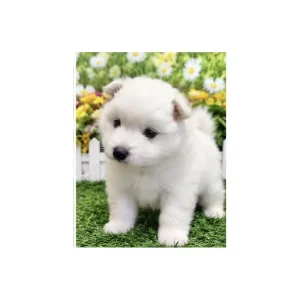 ミックス犬(オス)