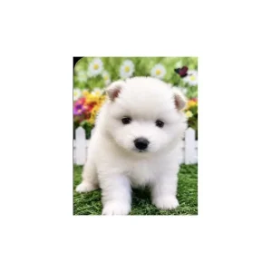 ミックス犬(オス)